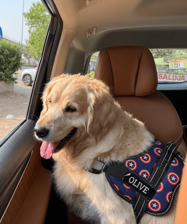 Olive, a golden retriever, riding in the car